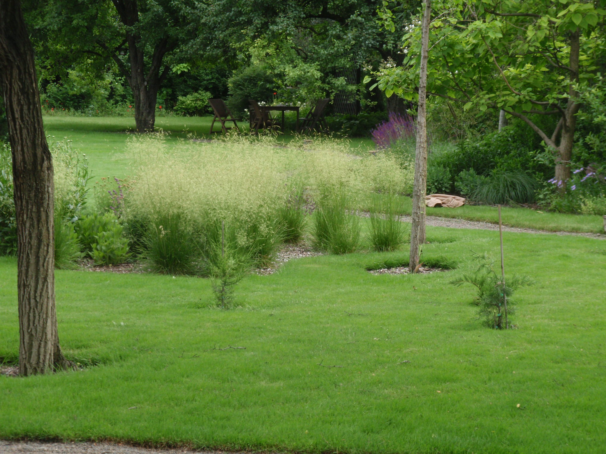 Посевной или рулонный газон для парка, что выбрать?